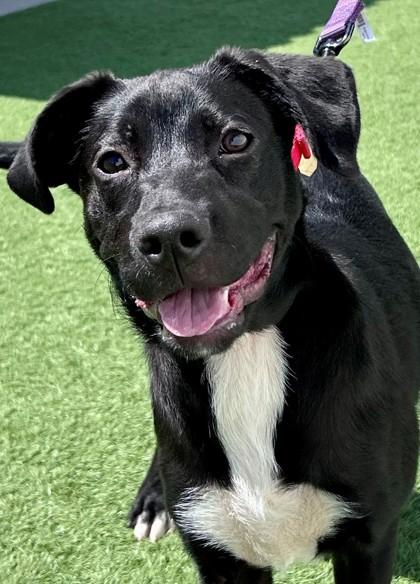 Sidecar, adopted, Young Male Labrador Retriever.