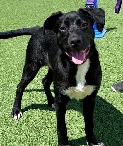 Sidecar, an adopted mixed breed in Downers Grove, IL image 2/3