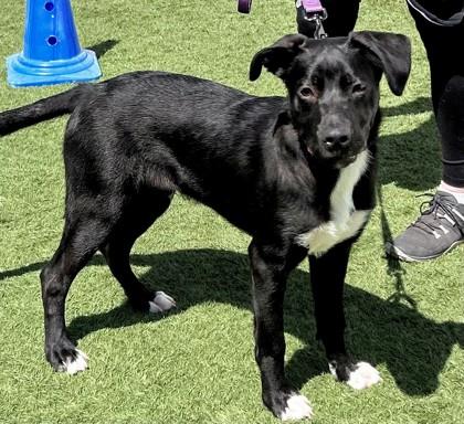 Sidecar, an adopted mixed breed in Downers Grove, IL image 3/3