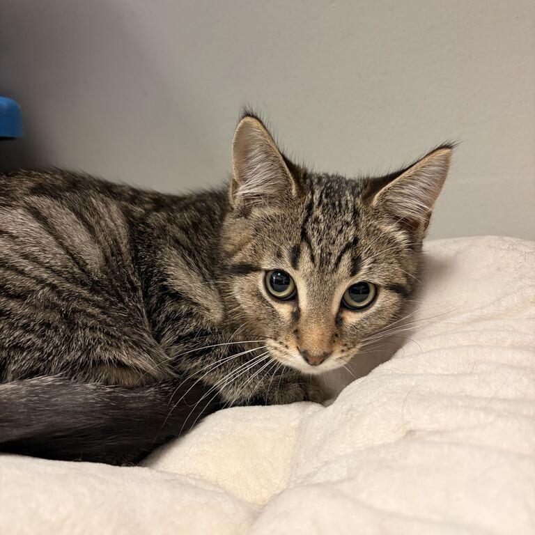 Shrimp Tempurrra, Adoptable, Kitten Male Domestic Short Hair.
