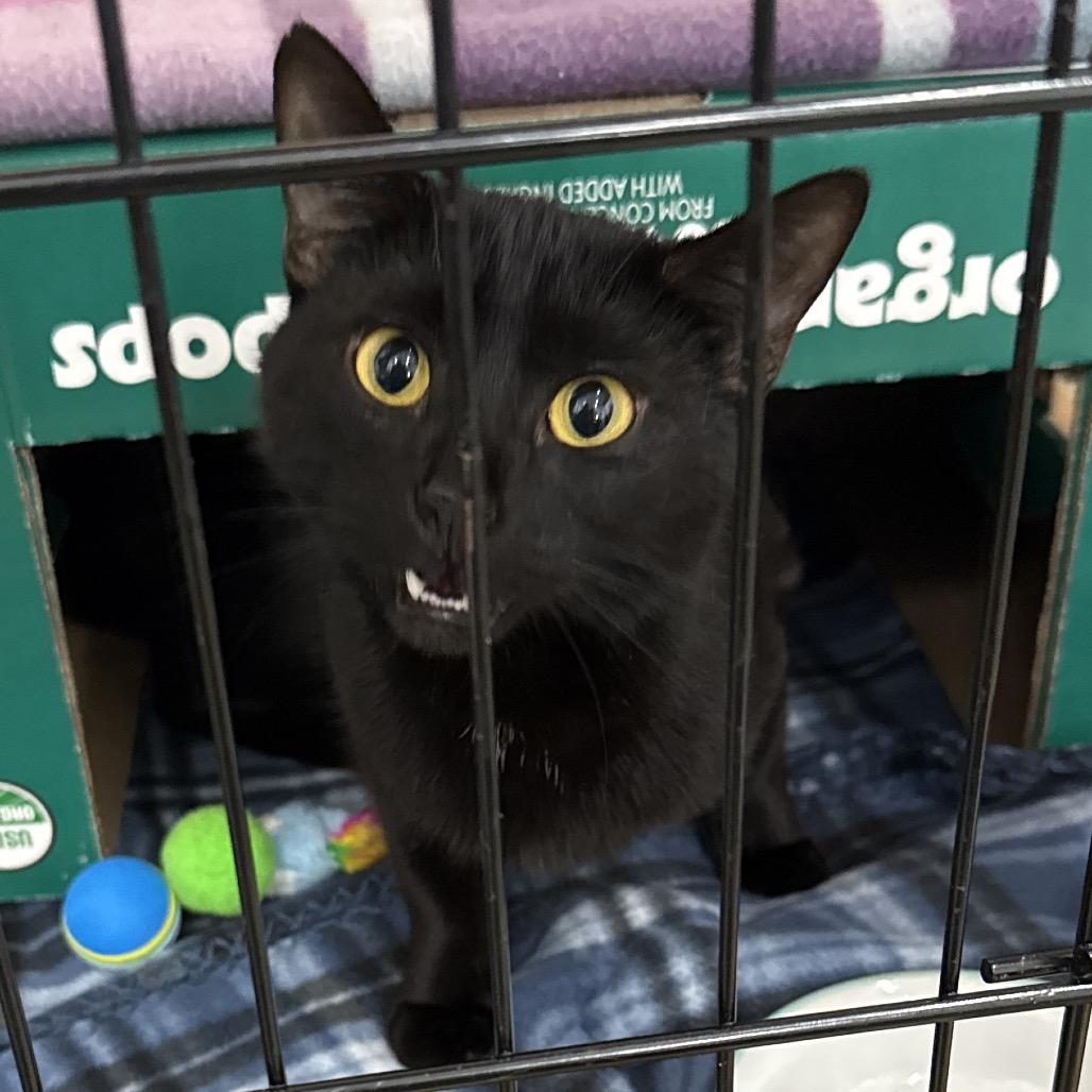 Peep, Adoptable, Adult Female Domestic Short Hair.