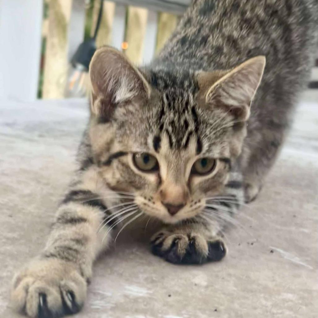 Guppy, Adoptable, Young Female Domestic Short Hair.