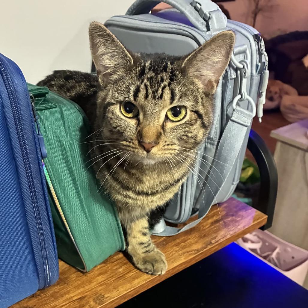 Guppy, Adoptable, Young Female Domestic Short Hair.