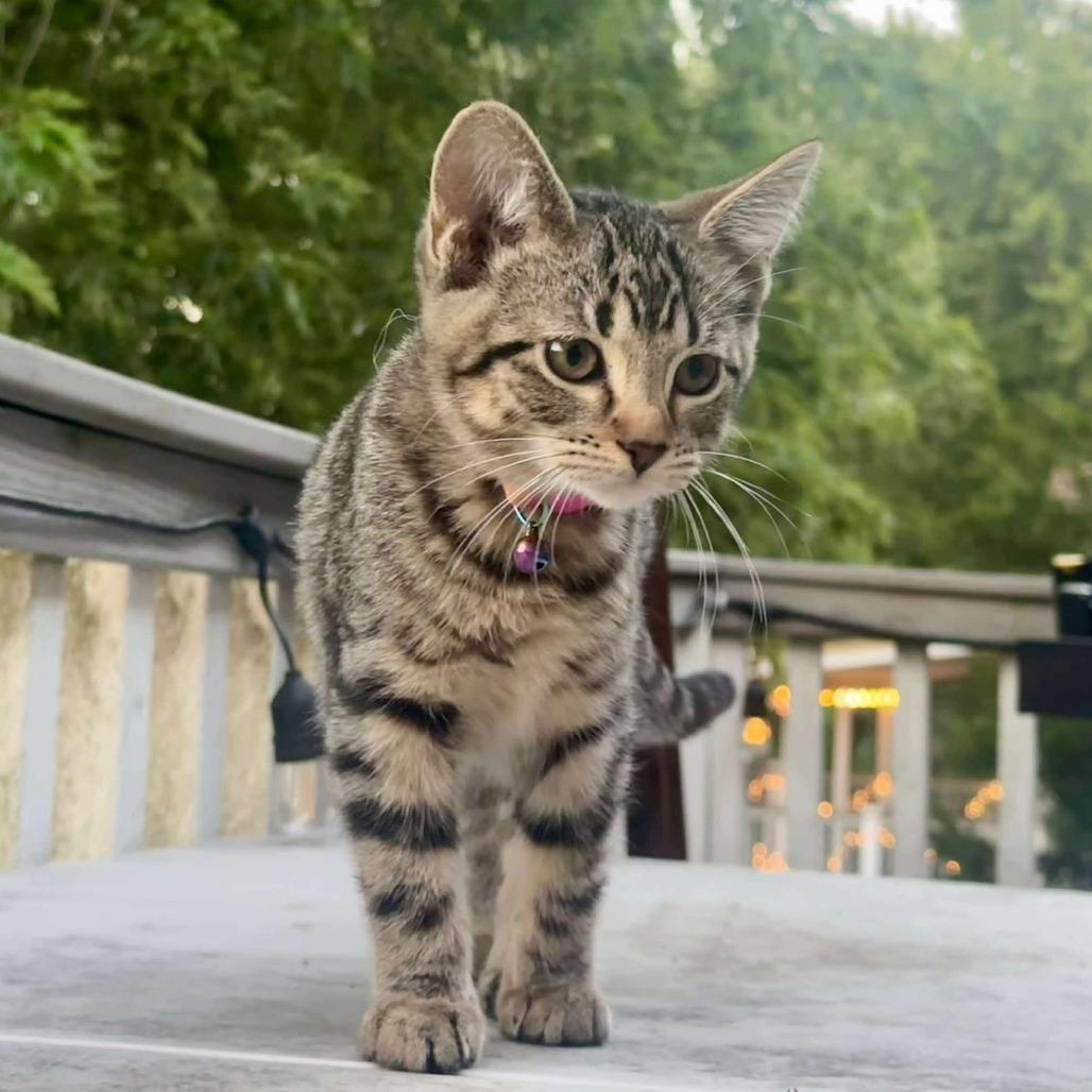 Enlarge Guppy, a Adoptable Domestic Short Hair in Plainfield, IL image 2/3
