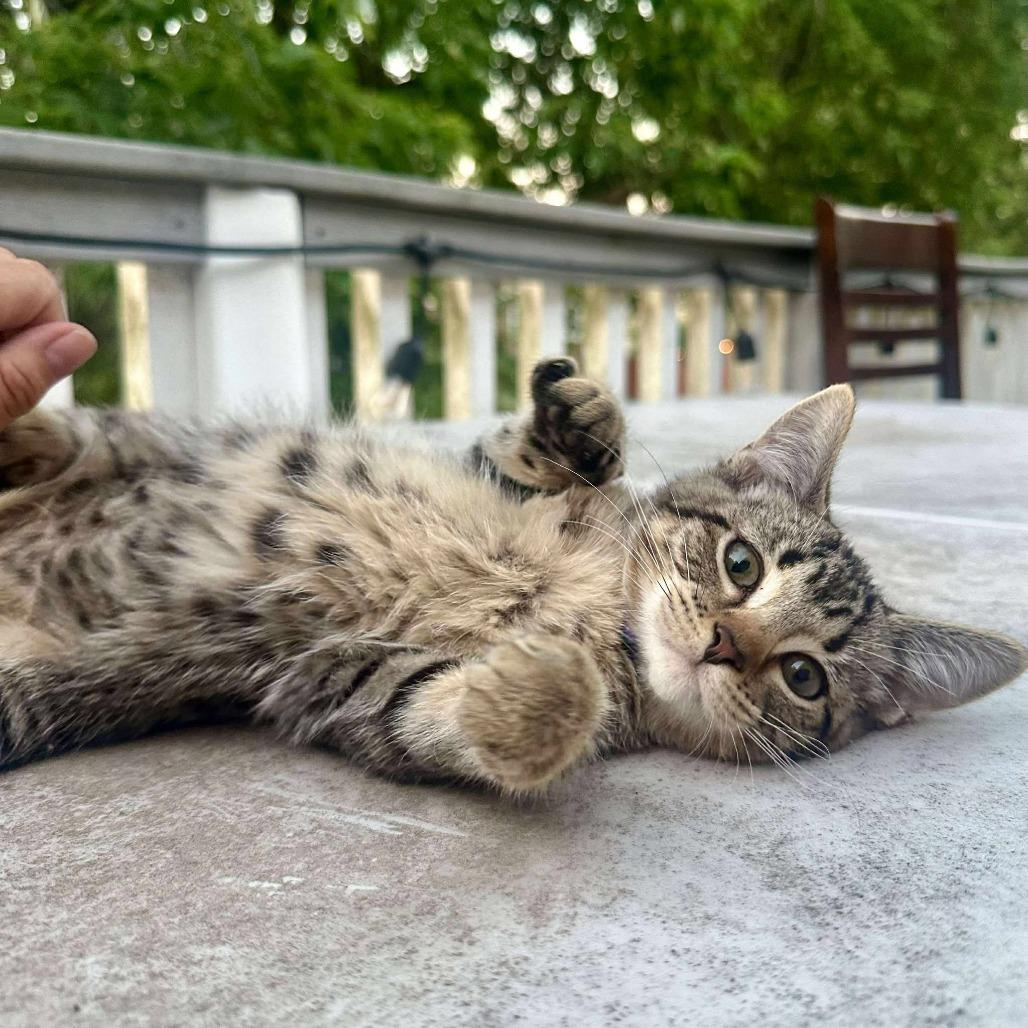 Enlarge Guppy, a Adoptable Domestic Short Hair in Plainfield, IL image 3/3