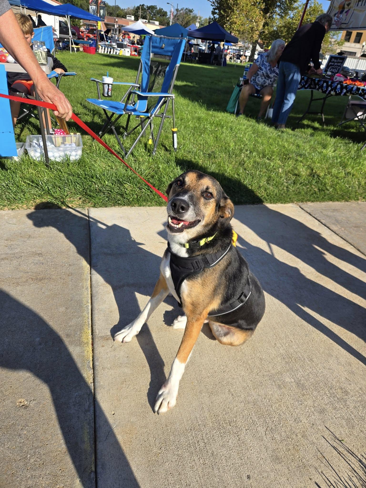 Cowboy, a Adopted mixed breed in Sterling, KS image 1/4
