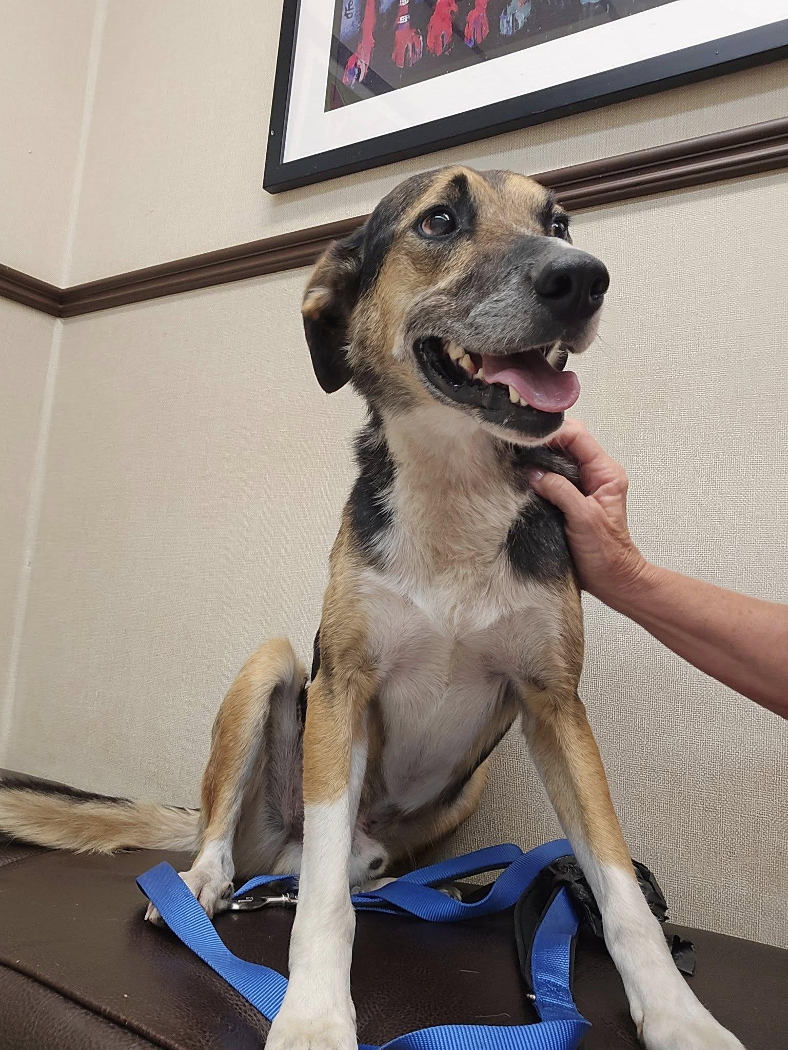 Cowboy, an adoptable Hound in Sterling, KS, 67579 | Photo Image 2