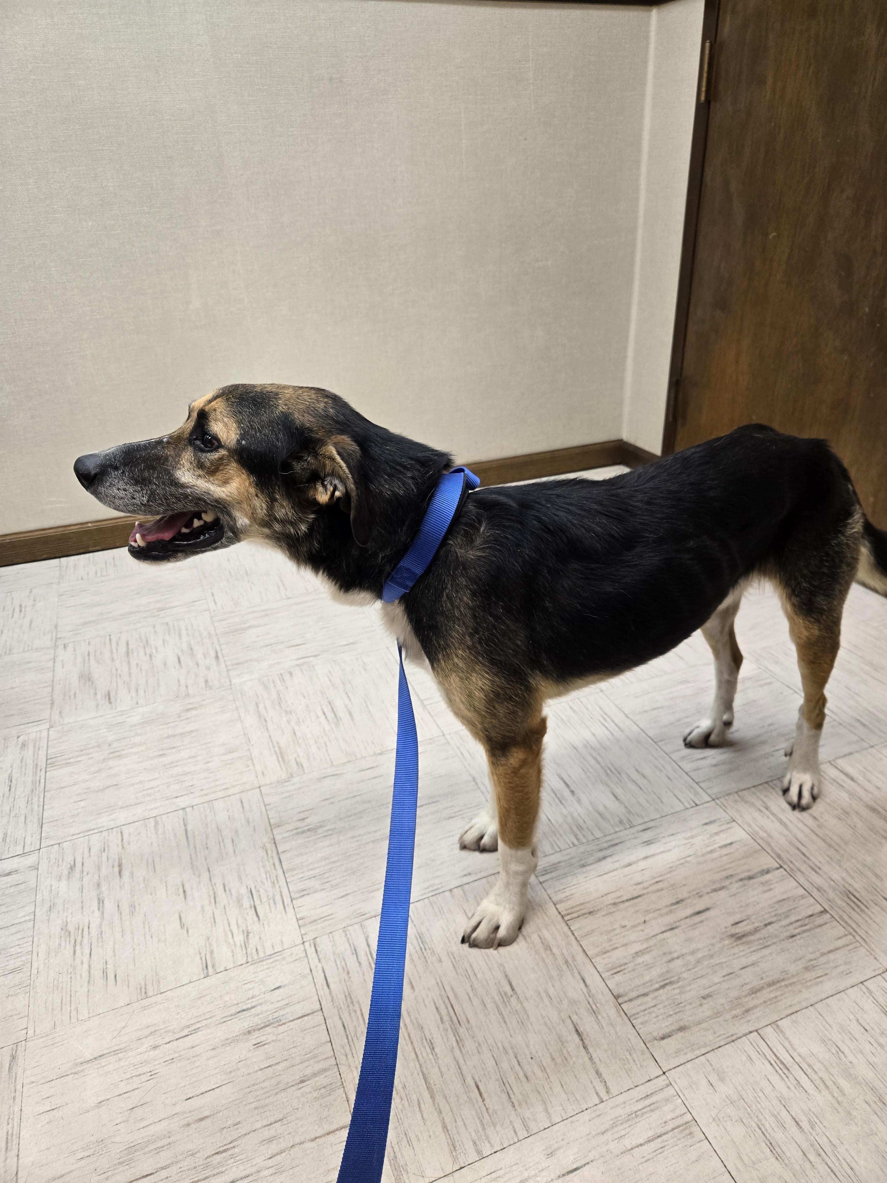 Cowboy, a Adopted mixed breed in Sterling, KS image 3/4