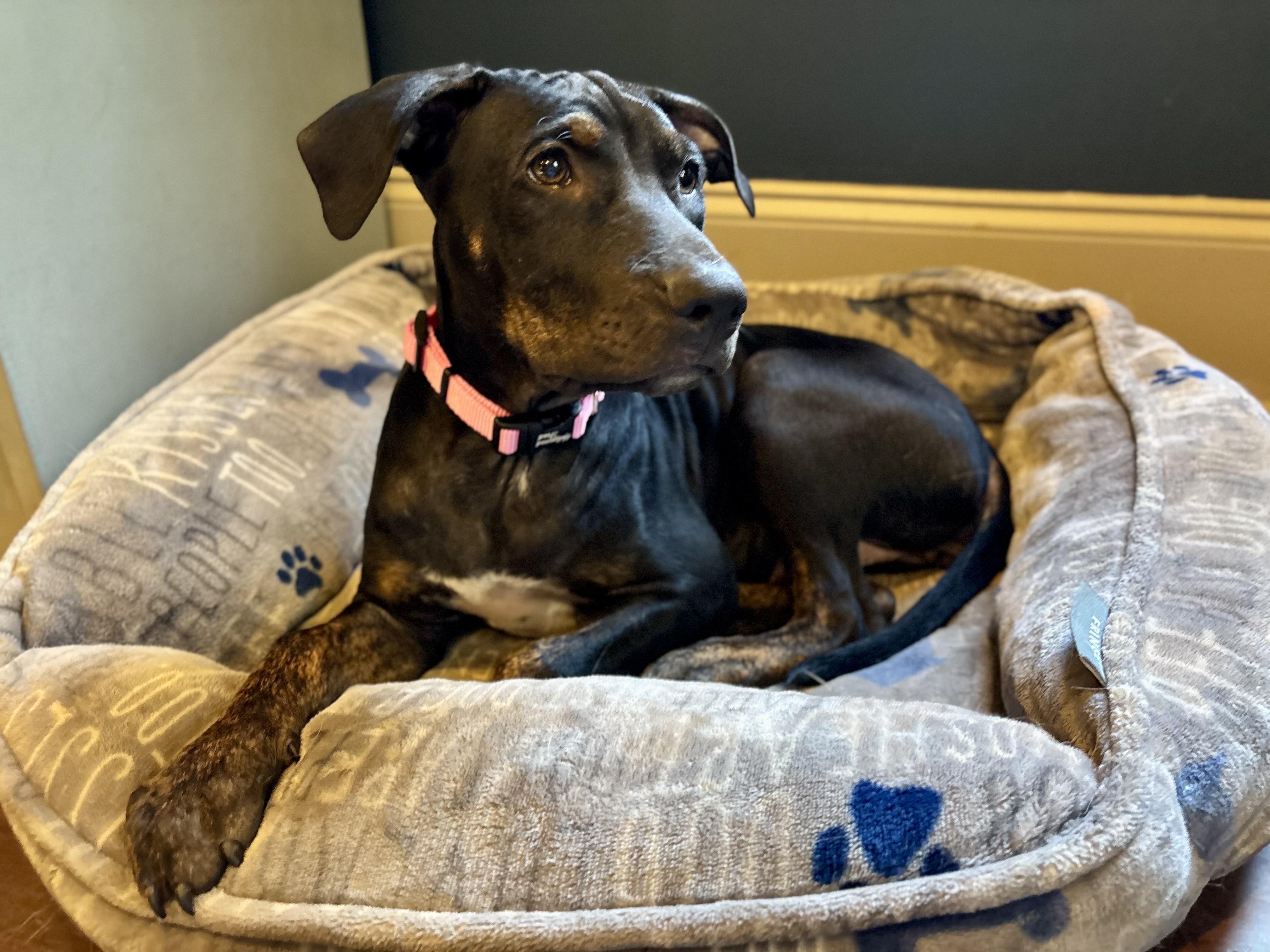 Enlarge Lily ** Lil Bit**, a Adoptable mixed breed in Newington, CT image 1/6