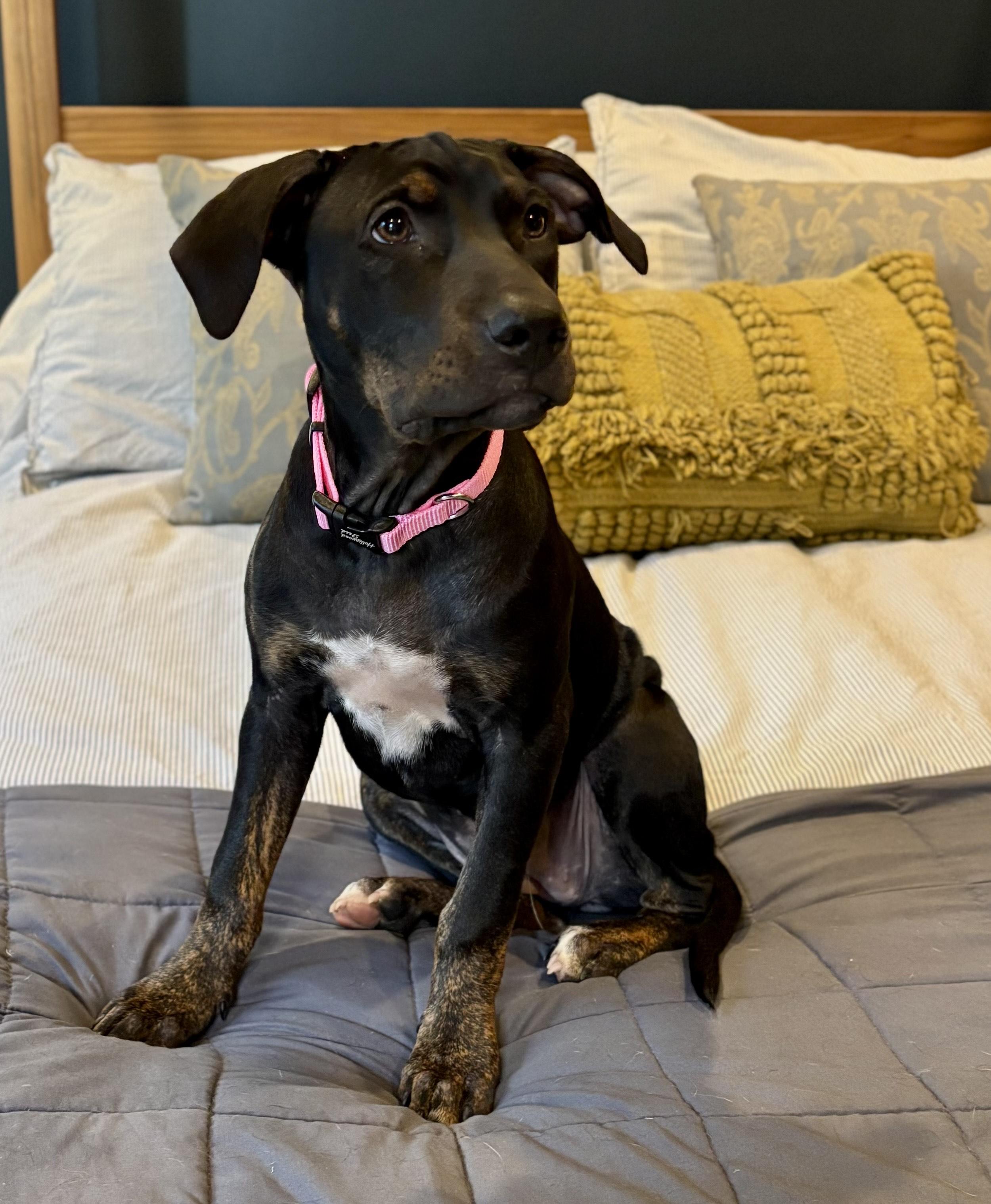 Enlarge Lily ** Lil Bit**, a Adoptable mixed breed in Newington, CT image 5/6