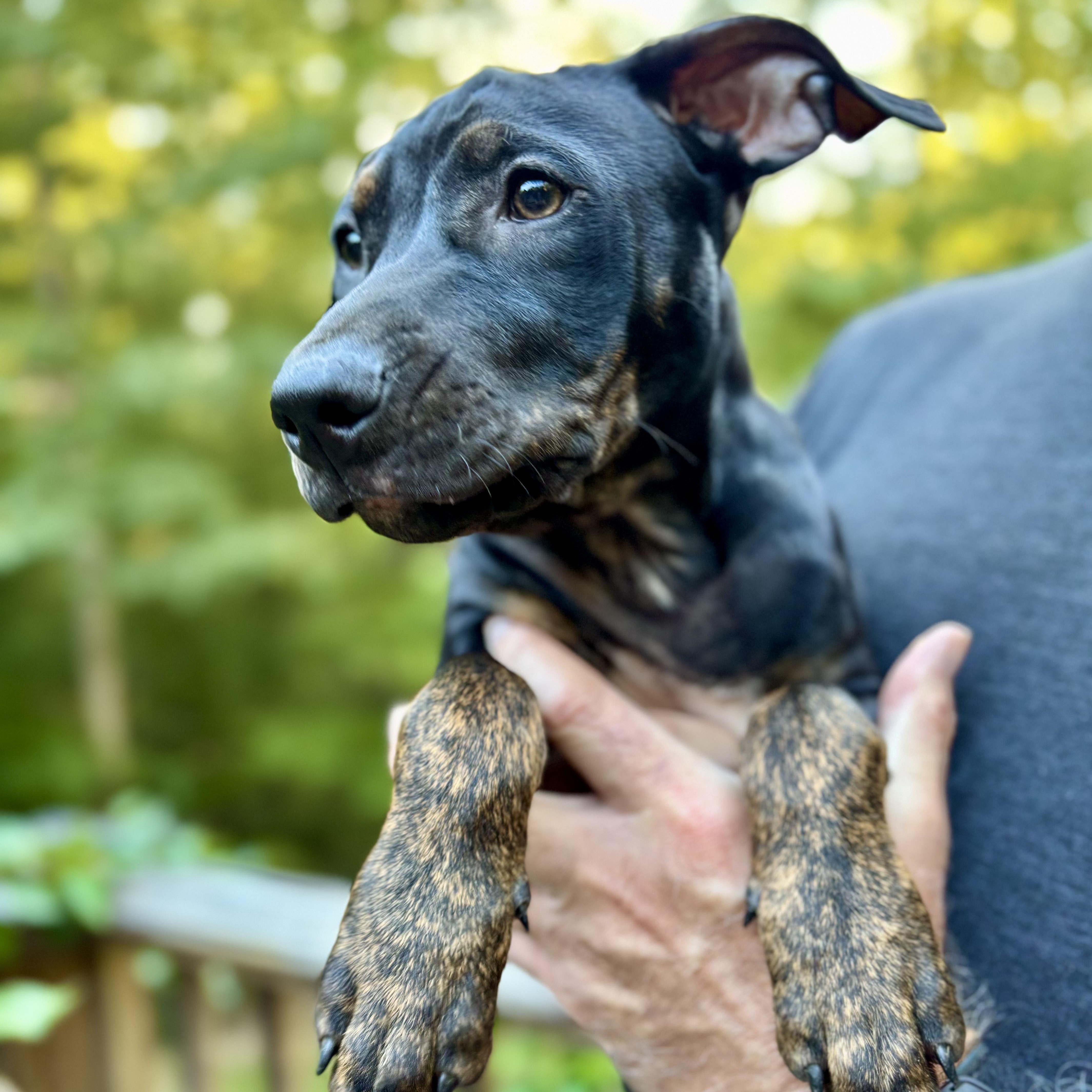 Enlarge Lily ** Lil Bit**, a Adoptable mixed breed in Newington, CT image 6/6