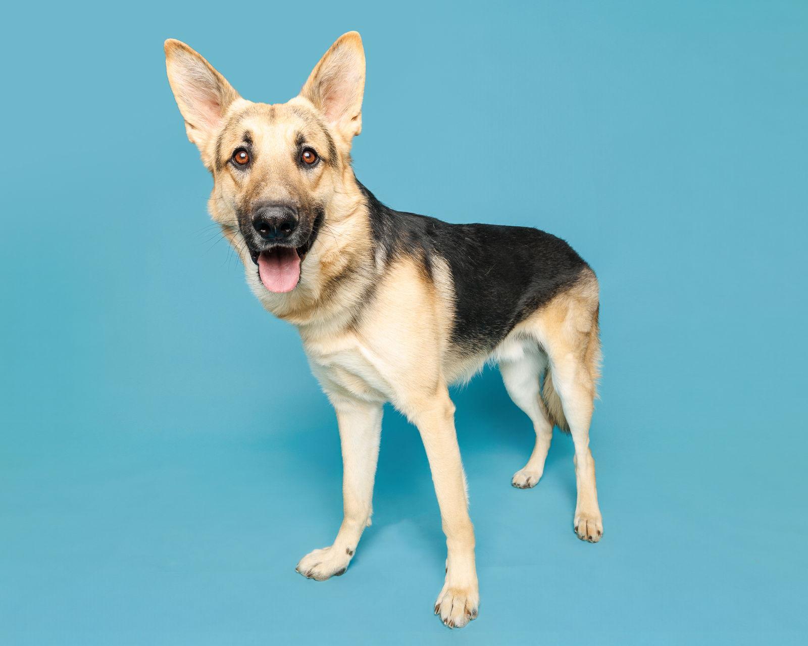 Enlarge Beauregard, a Adopted Mixed Breed in Durham, NC image 1/1