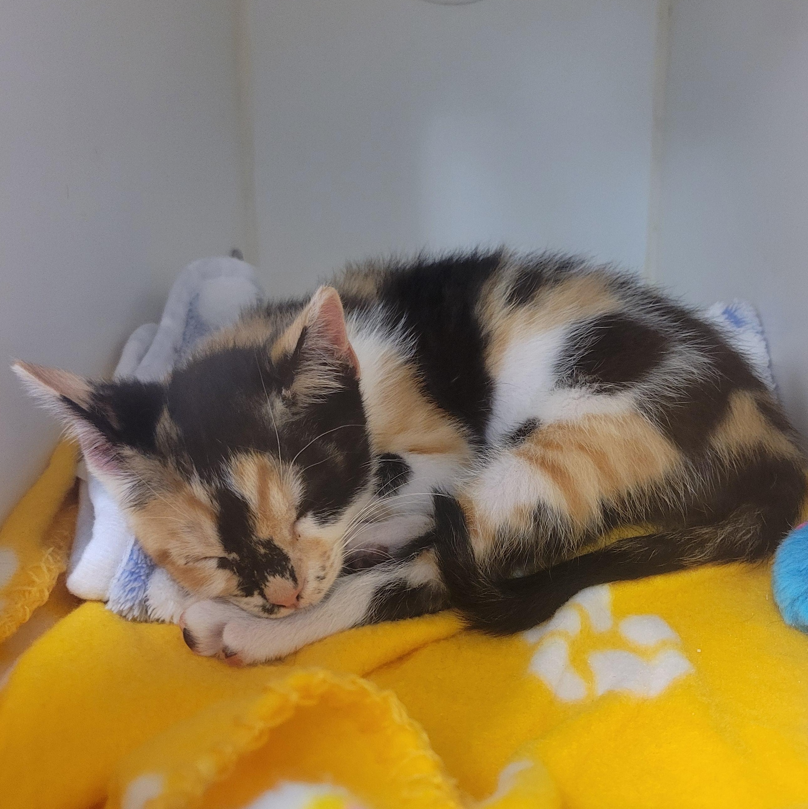 Jazz, a Adopted Domestic Short Hair in Cathedral City, CA image 1/2