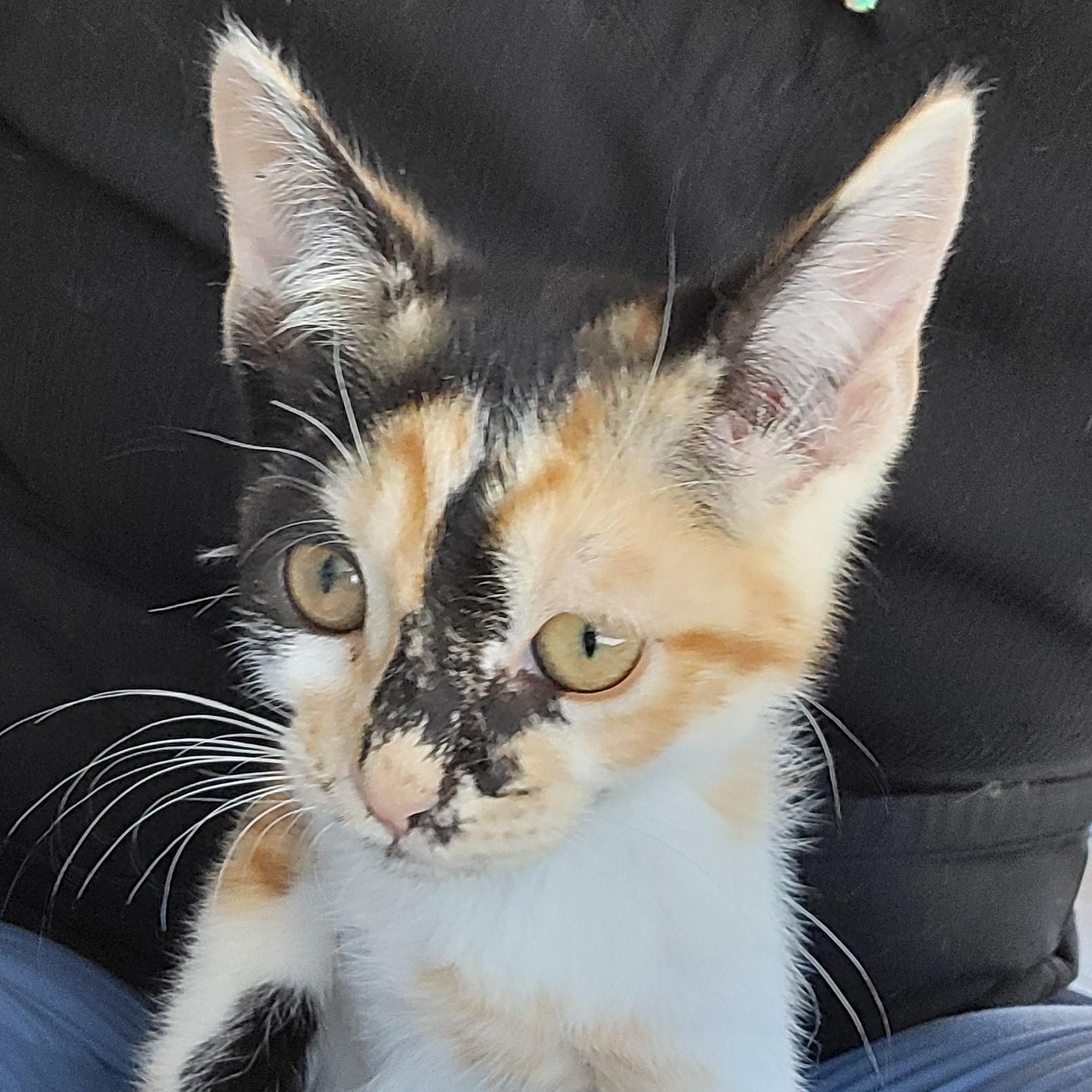 Jazz, a Adopted Domestic Short Hair in Cathedral City, CA image 2/2