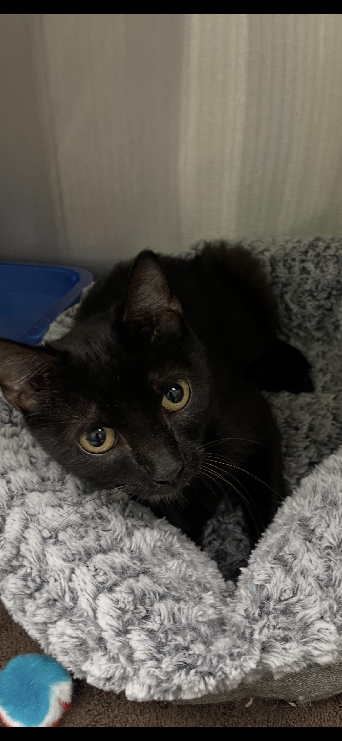 Sable, Adoptable, Kitten Female Bombay & Domestic Short Hair.