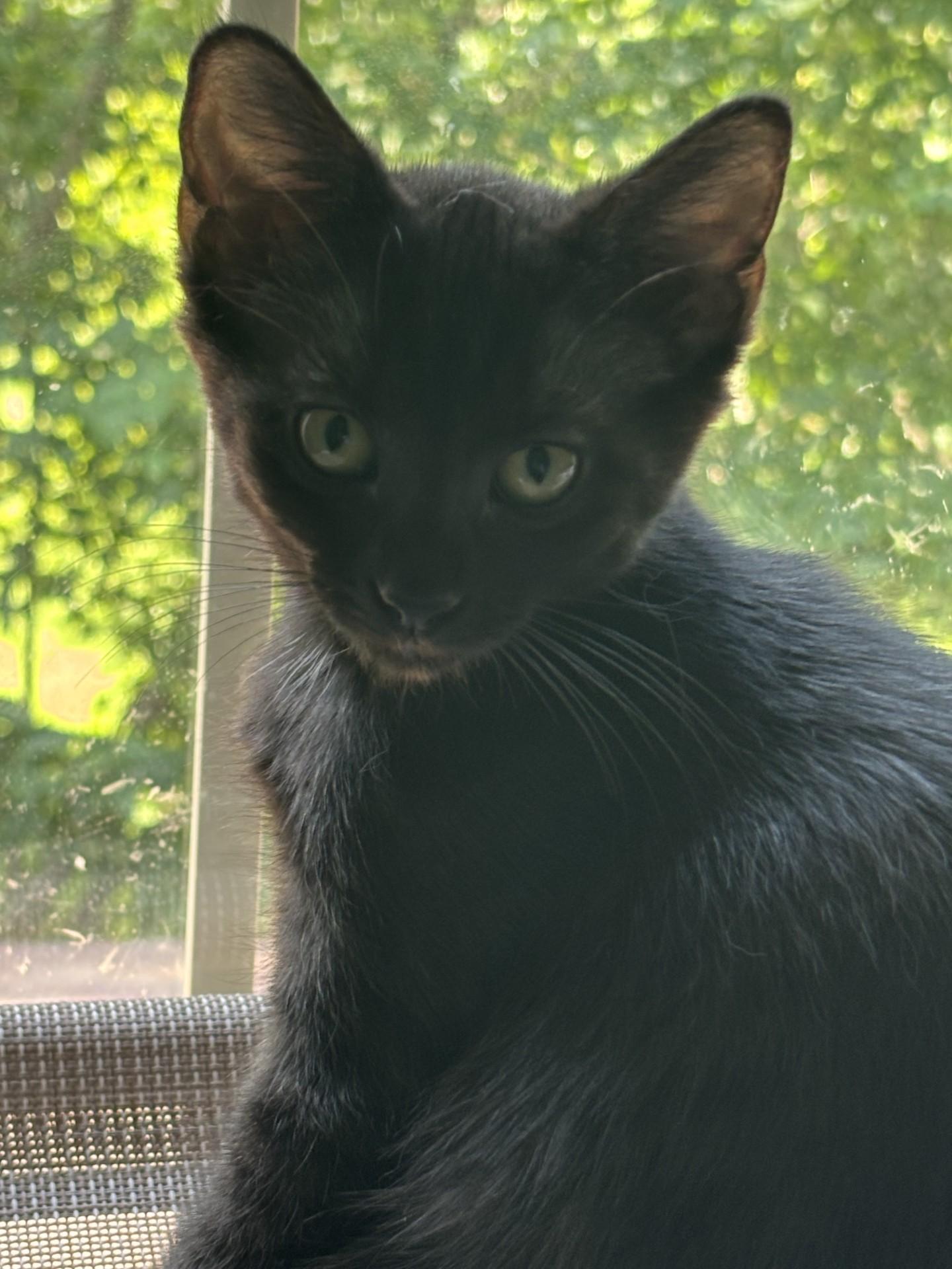 Enlarge Sable, a Adoptable mixed breed in Georgetown, KY image 2/2