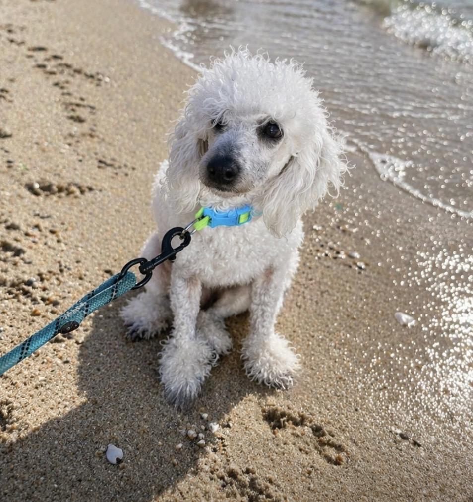Olaf, Adoptable, Young Male Miniature Poodle.