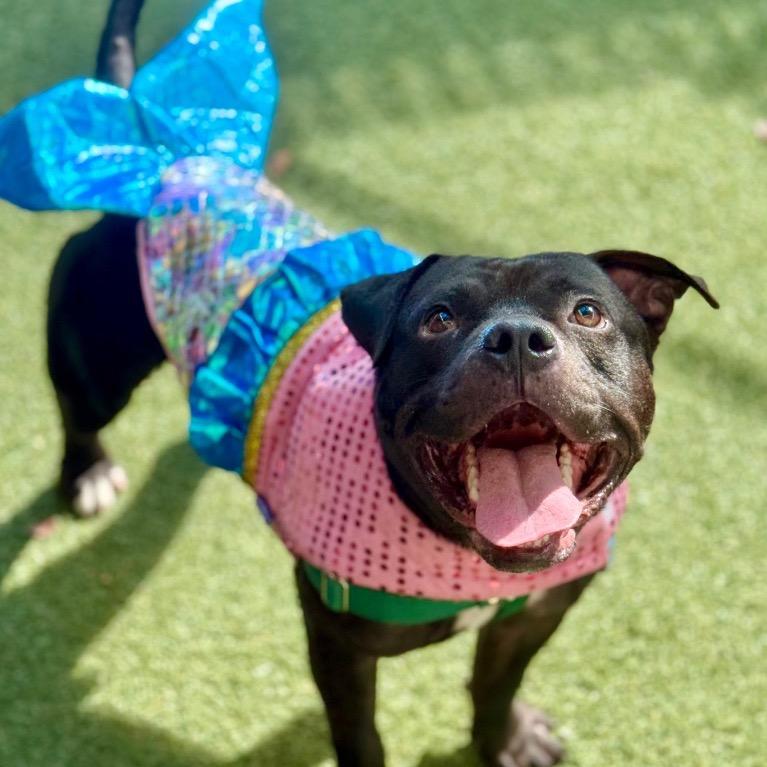 Enlarge Pops, a Adoptable Staffordshire Bull Terrier in Fort Lauderdale, FL image 1/4