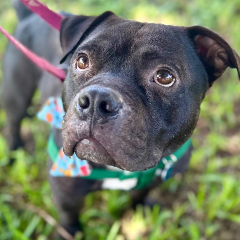 Enlarge Pops, a Adoptable Staffordshire Bull Terrier in Fort Lauderdale, FL image 2/4