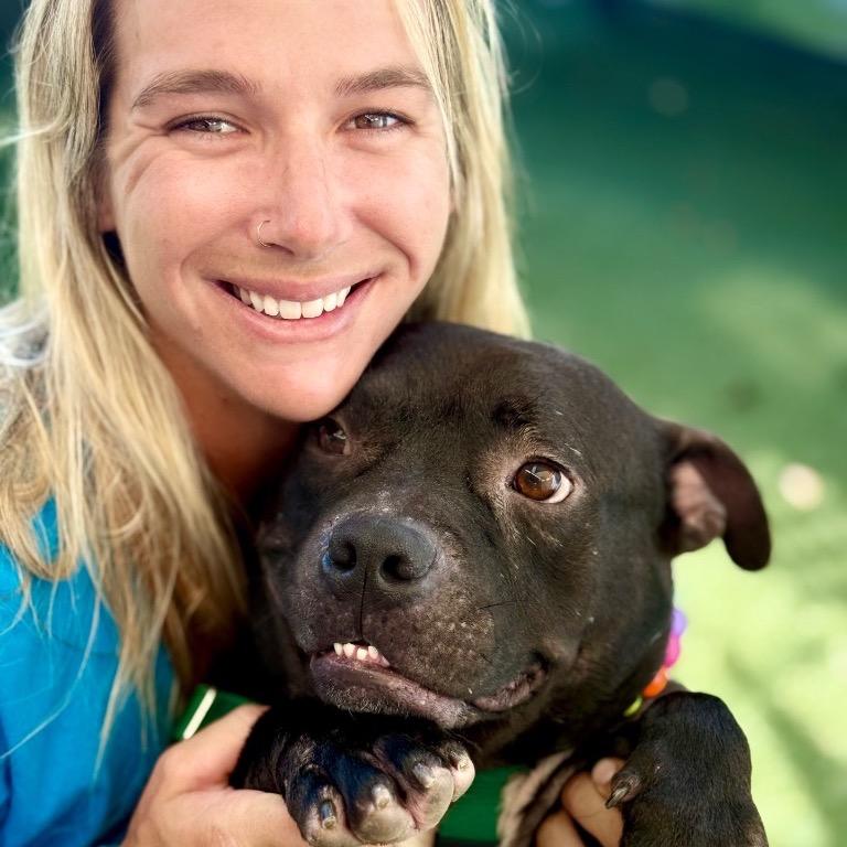 Enlarge Pops, a Adoptable Staffordshire Bull Terrier in Fort Lauderdale, FL image 3/4