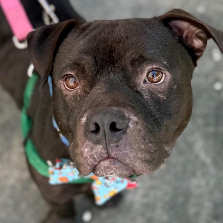Enlarge Pops, a Adoptable Staffordshire Bull Terrier in Fort Lauderdale, FL image 4/4