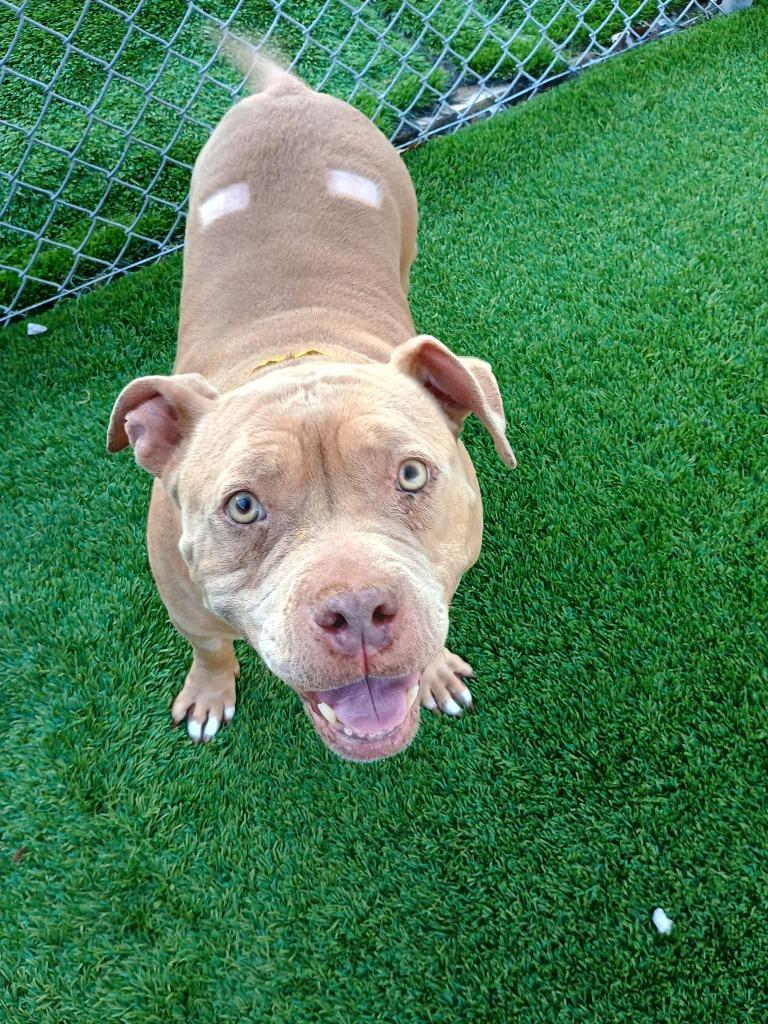 Enlarge Honey, a Adoptable American Staffordshire Terrier in Tulsa, OK image 2/6