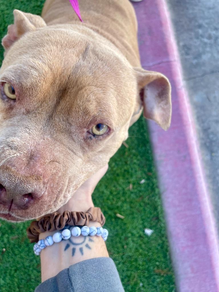 Enlarge Honey, a Adoptable American Staffordshire Terrier in Tulsa, OK image 3/6