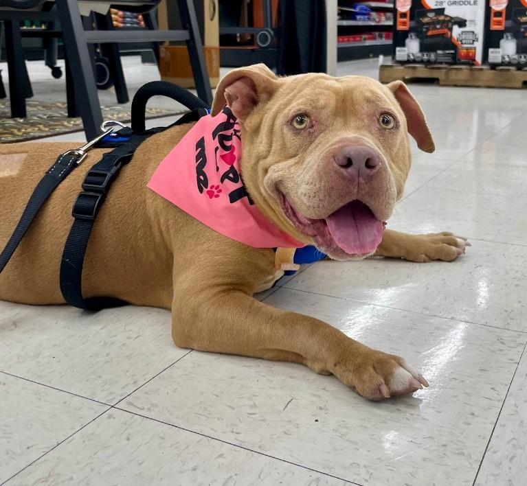 Enlarge Honey, a Adoptable American Staffordshire Terrier in Tulsa, OK image 1/6