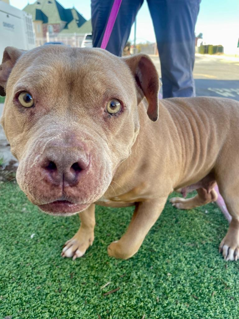 Enlarge Honey, a Adoptable American Staffordshire Terrier in Tulsa, OK image 3/6