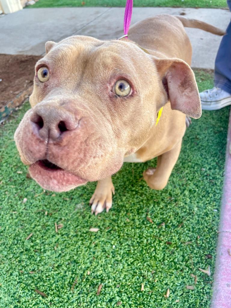 Enlarge Honey, a Adoptable American Staffordshire Terrier in Tulsa, OK image 5/6