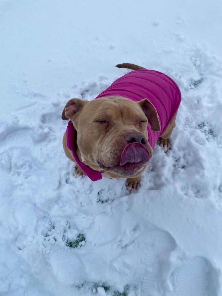 Enlarge Honey, a Adoptable American Staffordshire Terrier in Tulsa, OK image 6/6