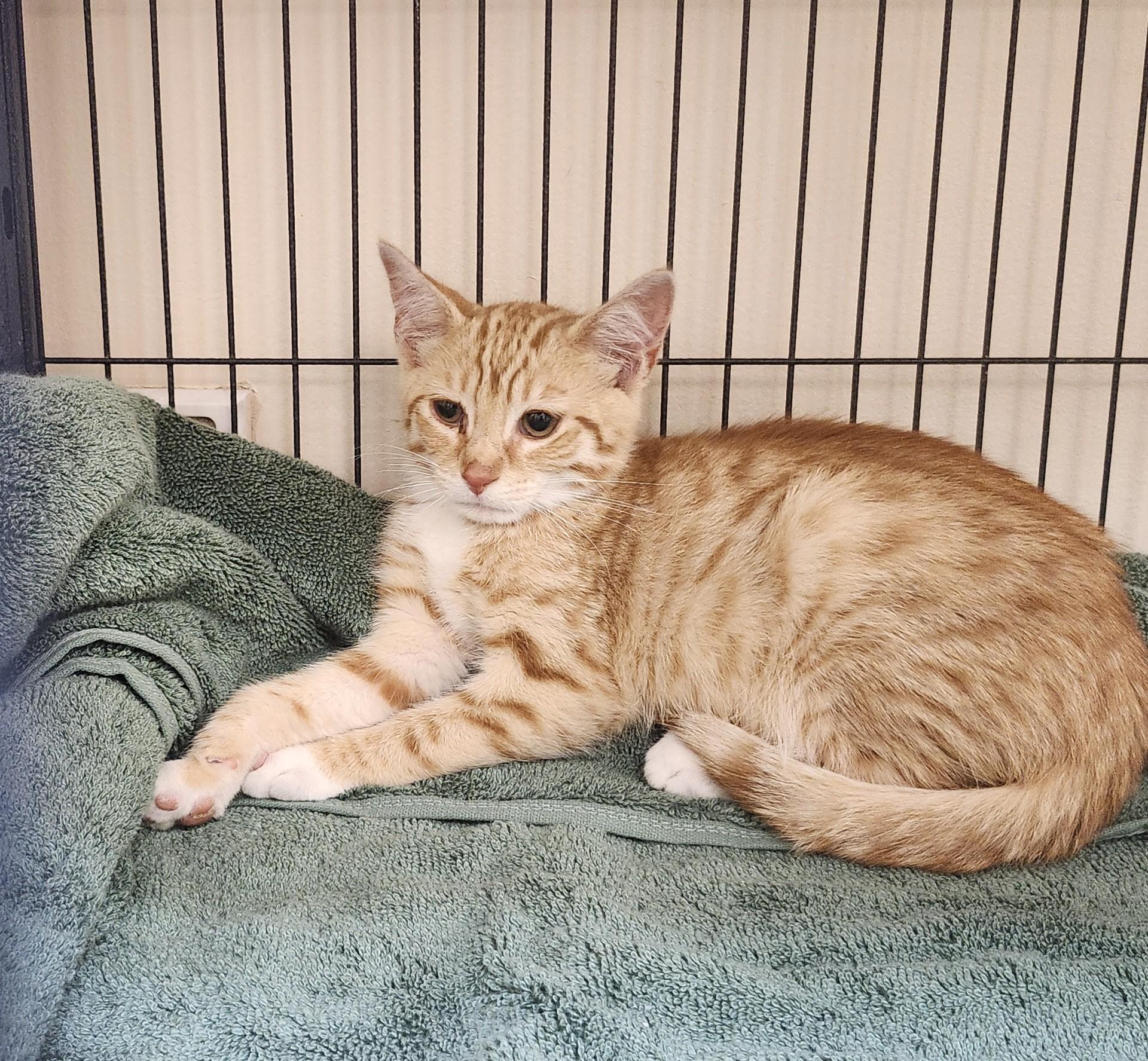 Fanta, ADOPTABLE, Kitten Male Domestic Short Hair & Tabby.