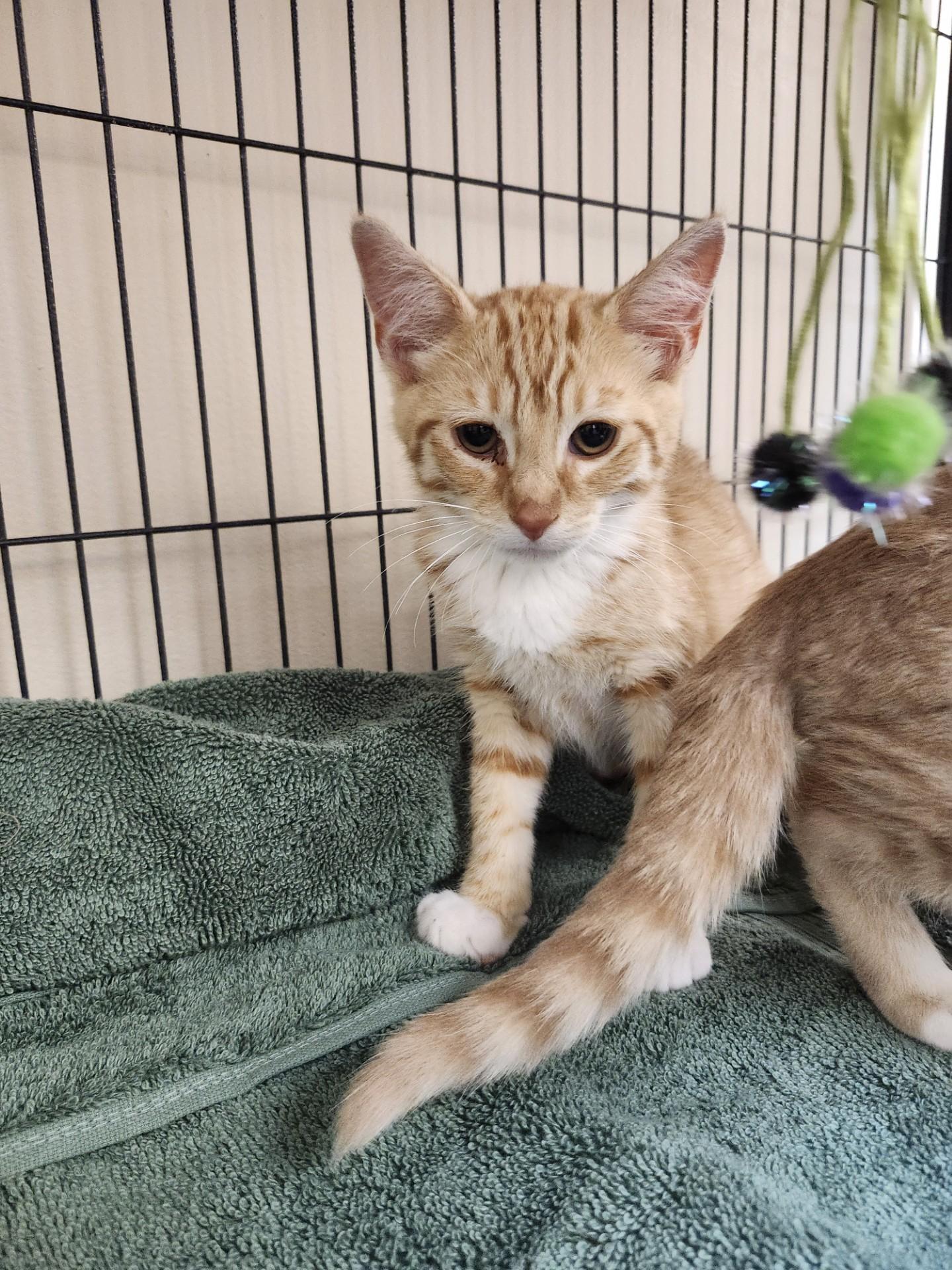 Enlarge Fanta, an adopted mixed breed in East Brunswick, NJ image 2/2