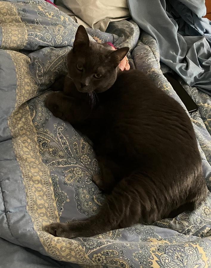 Enlarge Bolt, a ADOPTABLE mixed breed in Philadelphia, PA image 3/4