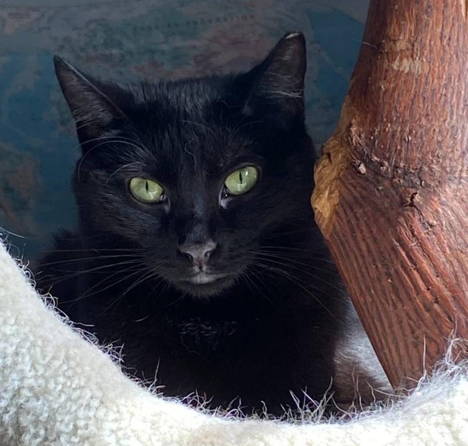 Bolt, ADOPTABLE, Young Male Domestic Short Hair & Bombay.