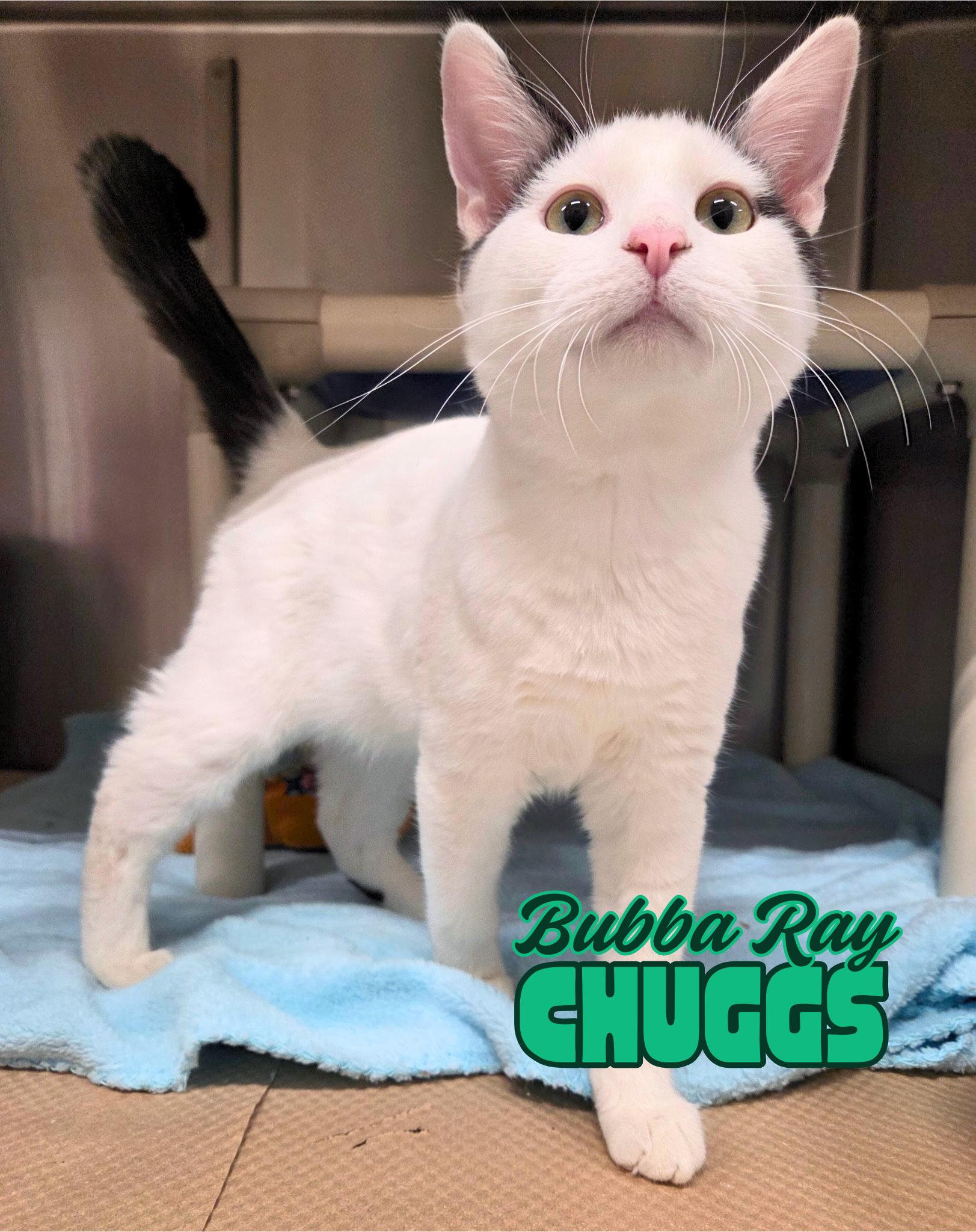 Bubba Ray Chuggs, Adoptable, Kitten Male Domestic Short Hair.
