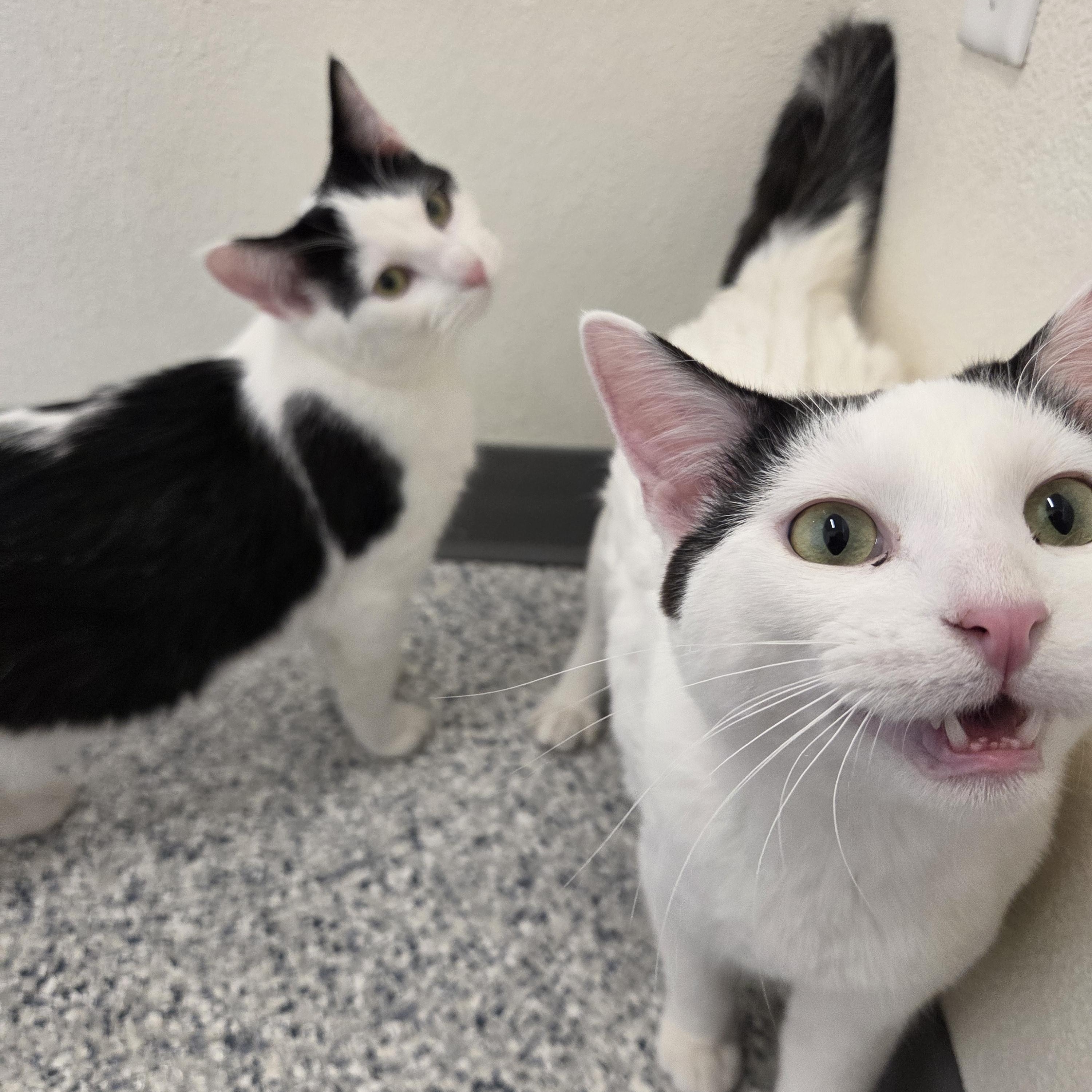 Bubba Ray Chuggs, a Adoptable Domestic Short Hair in Nevada, IA image 5/5