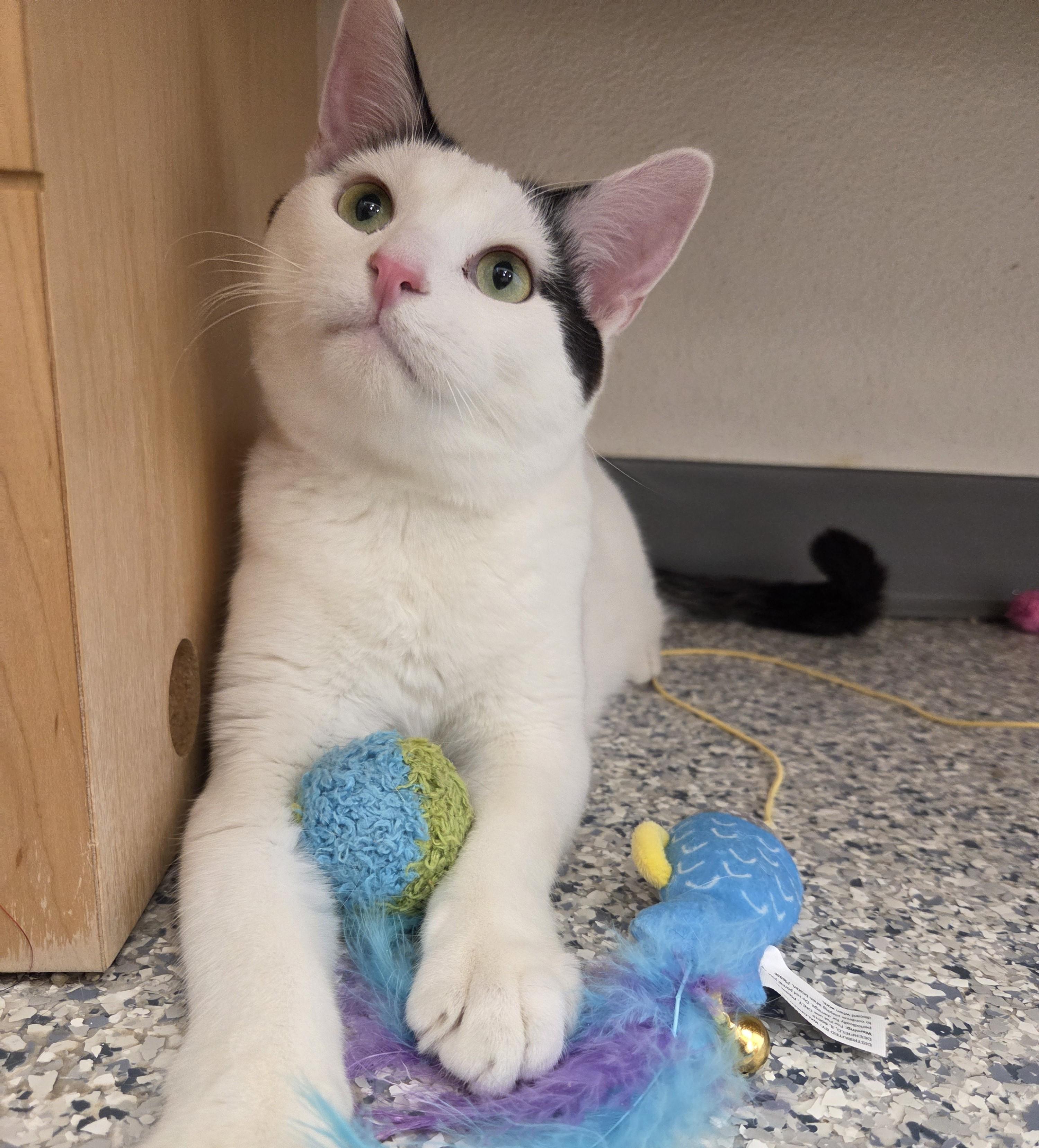 Bubba Ray Chuggs, a Adoptable Domestic Short Hair in Nevada, IA image 3/5