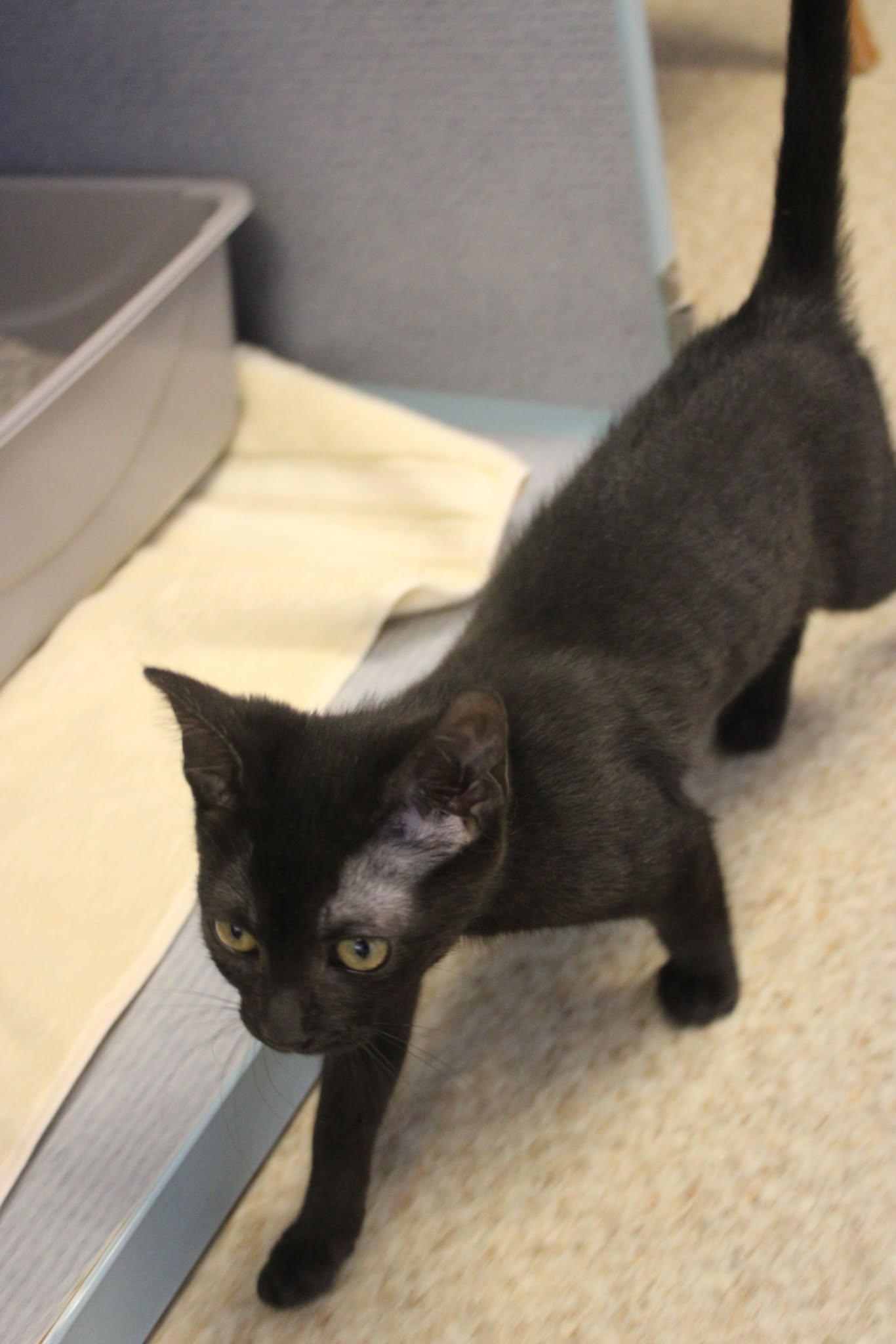 Lydia, an adoptable Domestic Short Hair in Weaverville, CA, 96093 | Photo Image 2