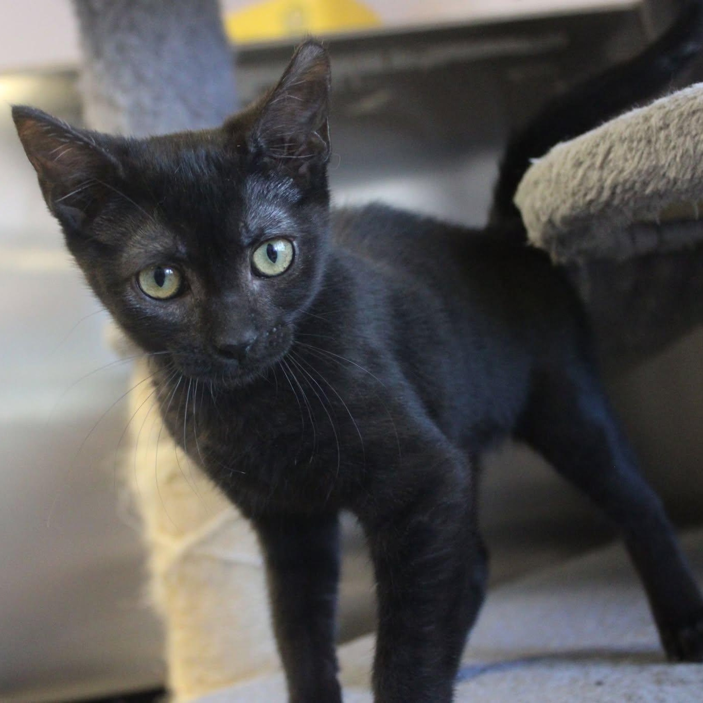 Lydia, an adoptable Domestic Short Hair in Weaverville, CA, 96093 | Photo Image 1
