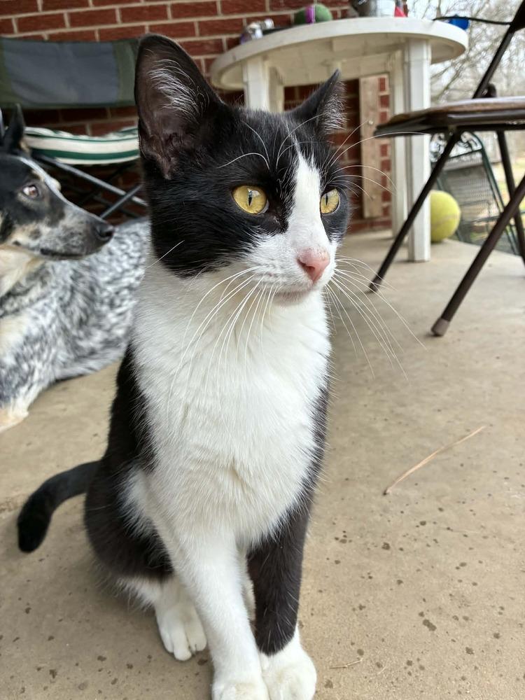 Rufus, Adoptable, Young Male Domestic Short Hair.