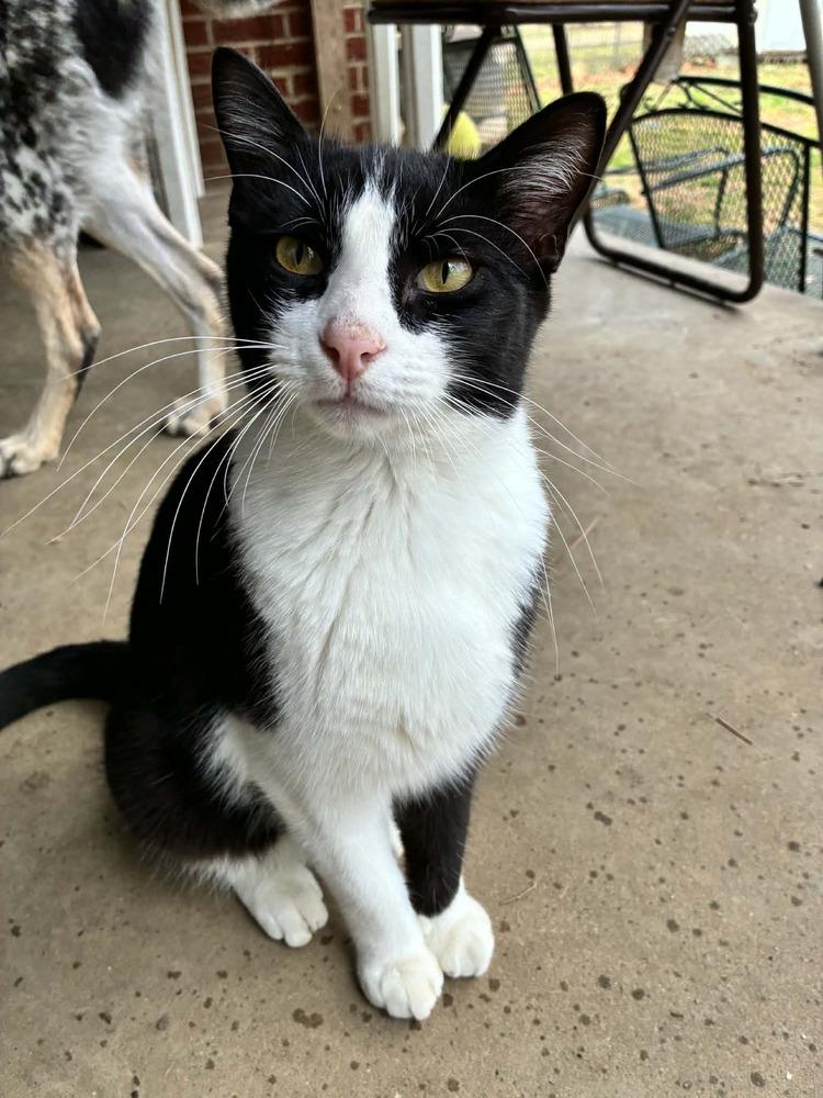 Enlarge Rufus, a Adoptable mixed breed in Plumerville, AR image 2/3