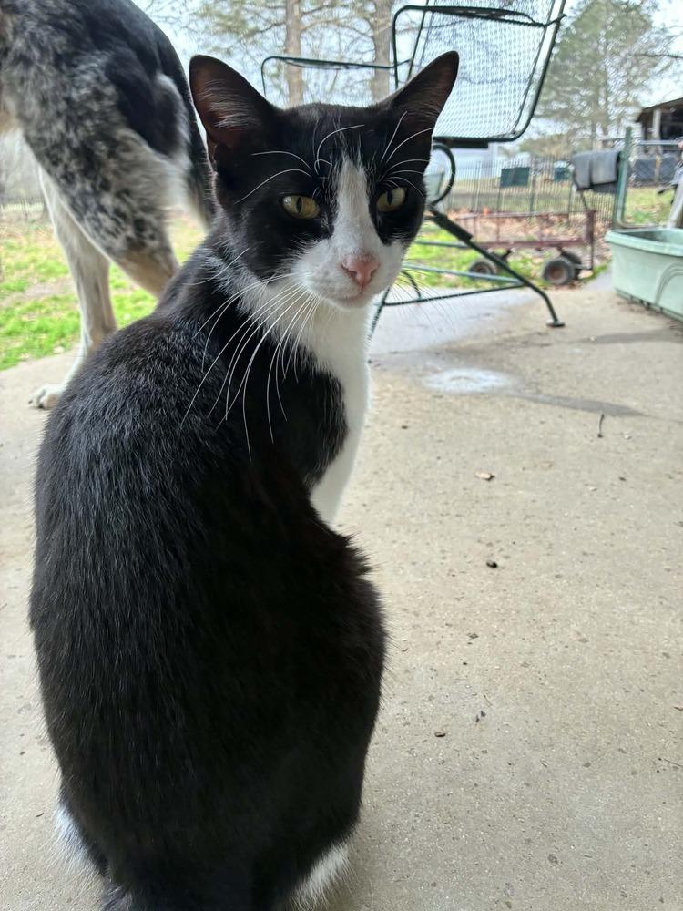 Enlarge Rufus, a Adoptable mixed breed in Plumerville, AR image 3/3
