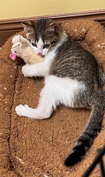 Chester, Adoptable, Young Male Domestic Short Hair.