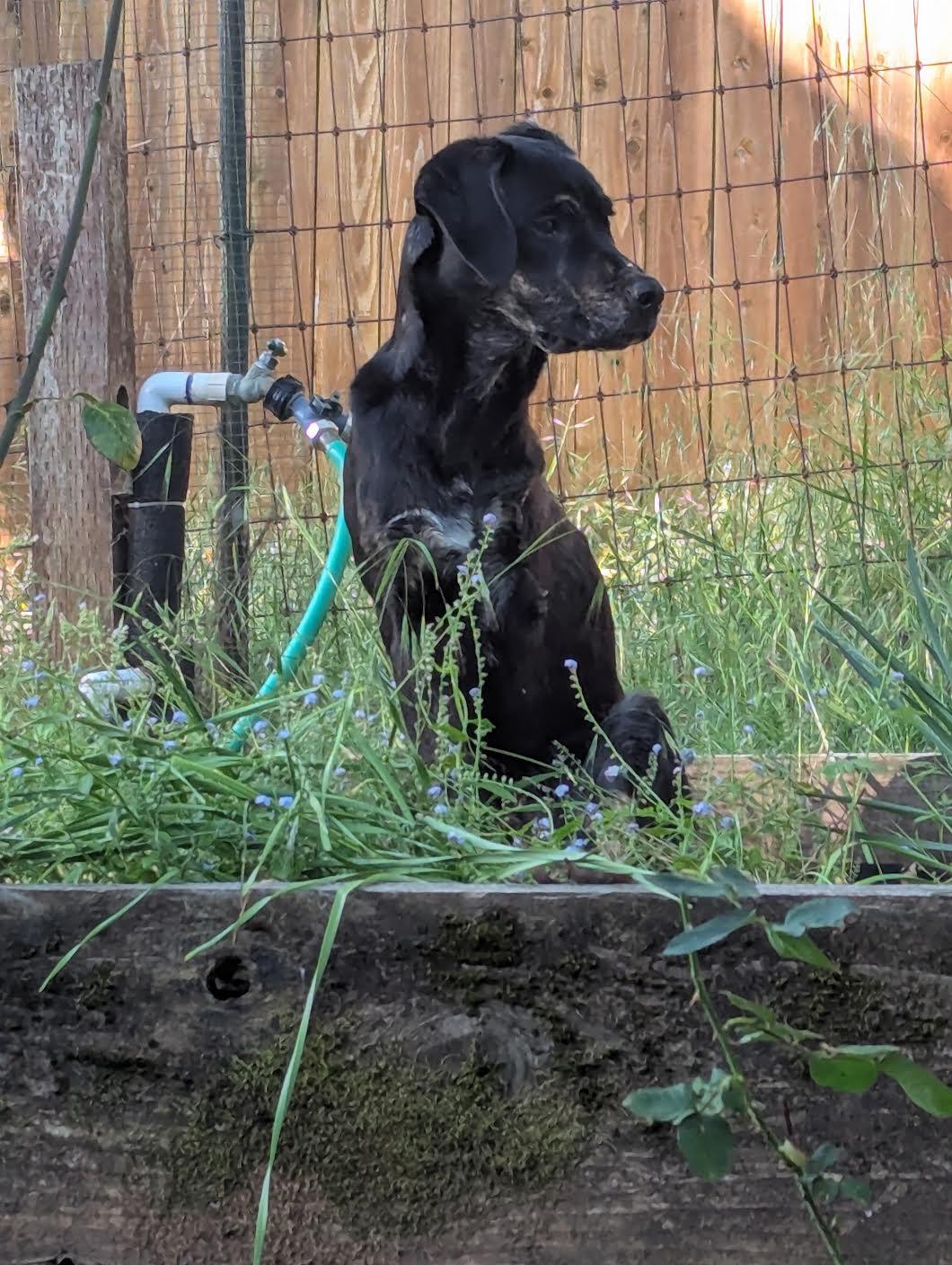 Enlarge Hiccup, a ADOPTABLE mixed breed in Grass Valley, CA image 4/5