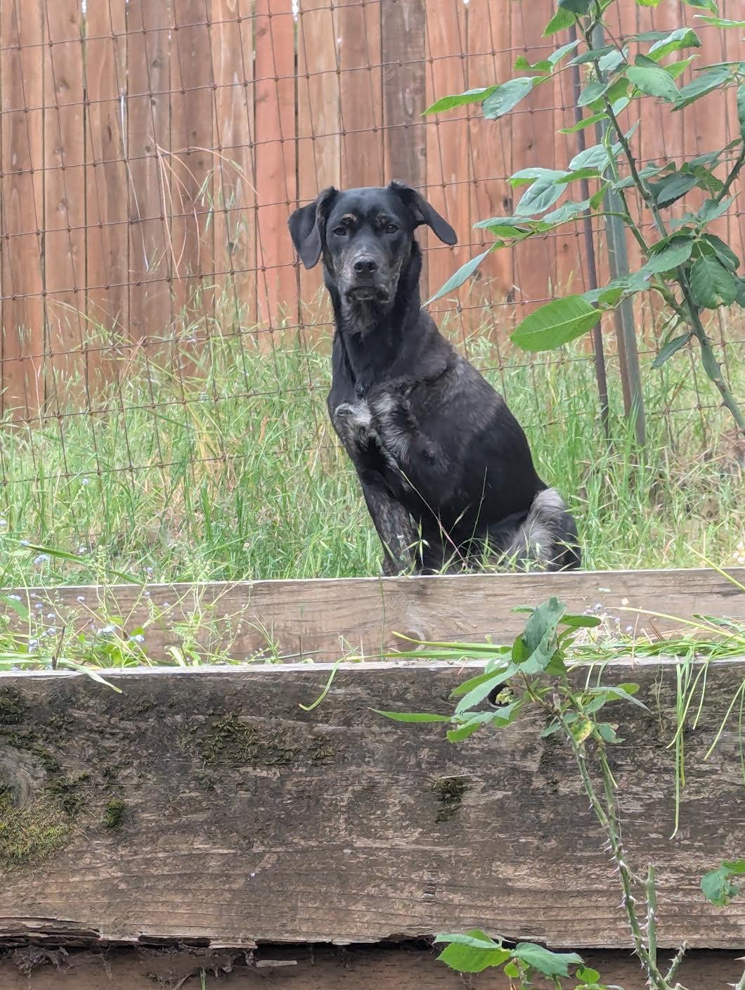 Enlarge Hiccup, a ADOPTABLE mixed breed in Grass Valley, CA image 5/5