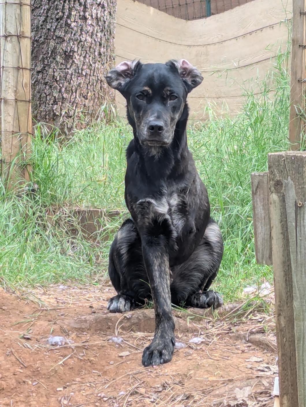 Enlarge Hiccup, a ADOPTABLE mixed breed in Grass Valley, CA image 2/5