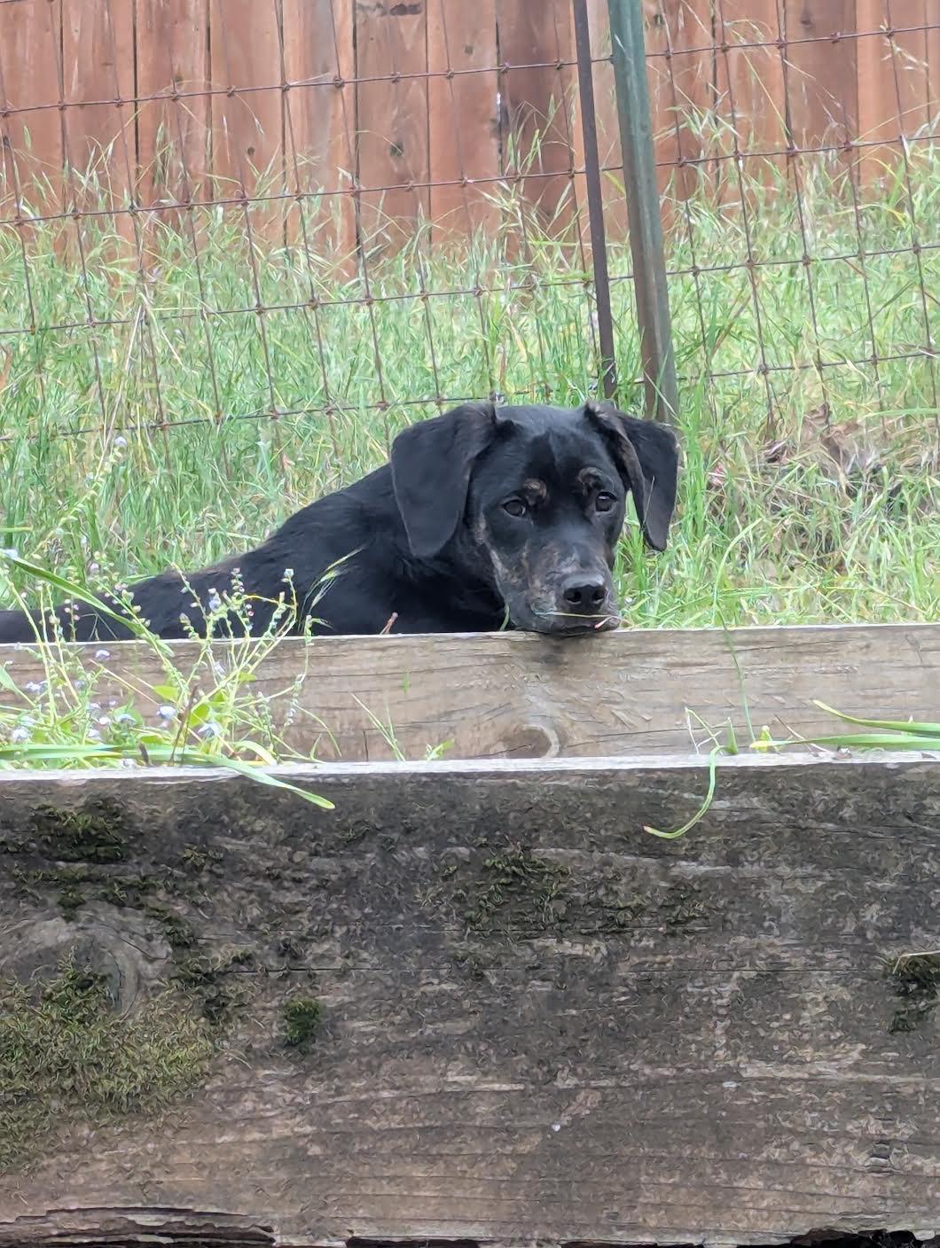 Enlarge Hiccup, a ADOPTABLE mixed breed in Grass Valley, CA image 1/5