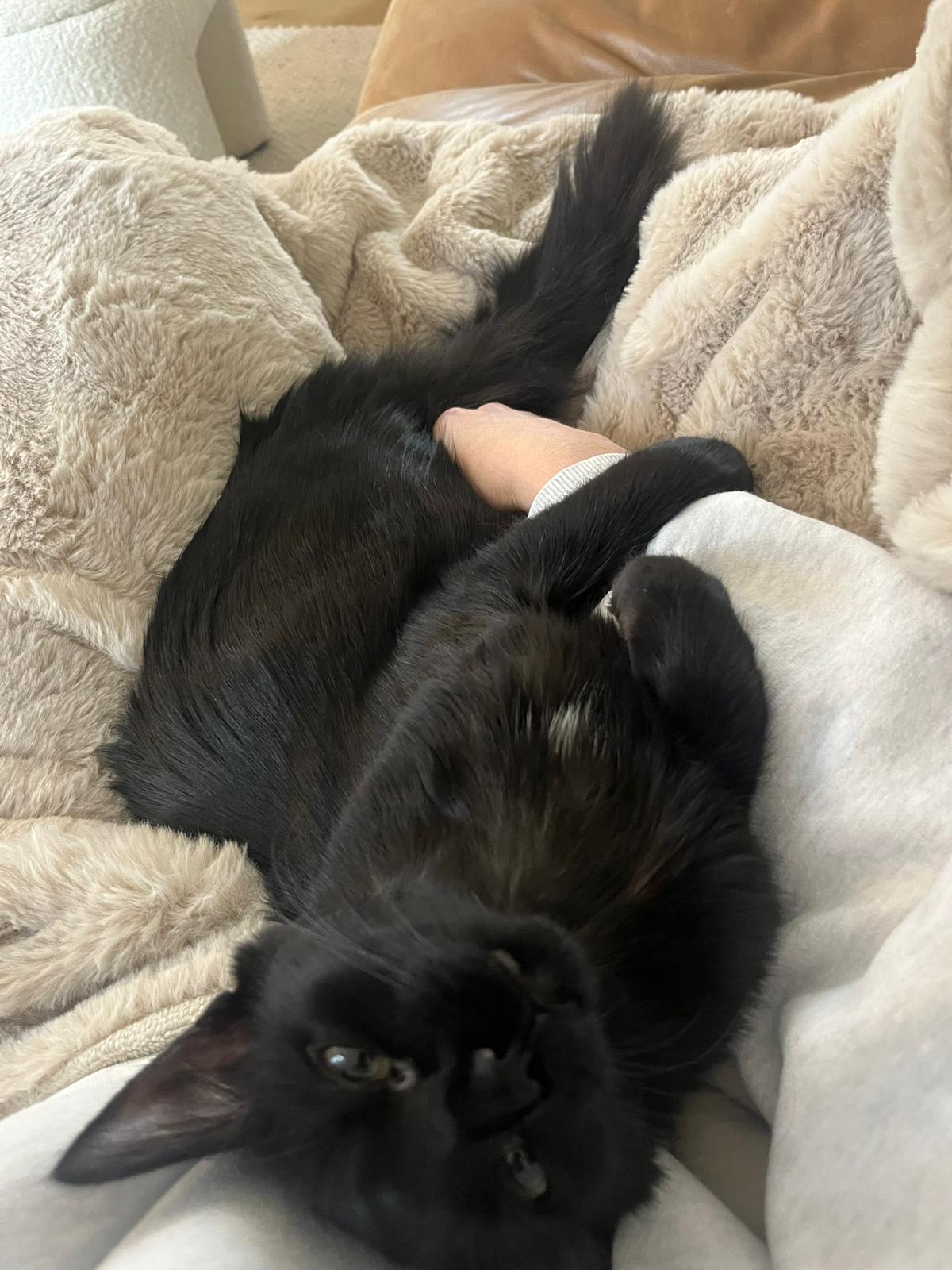 Miso (Humanitarian Adoption), a ADOPTABLE Domestic Medium Hair in Wakefield, QC image 5/6