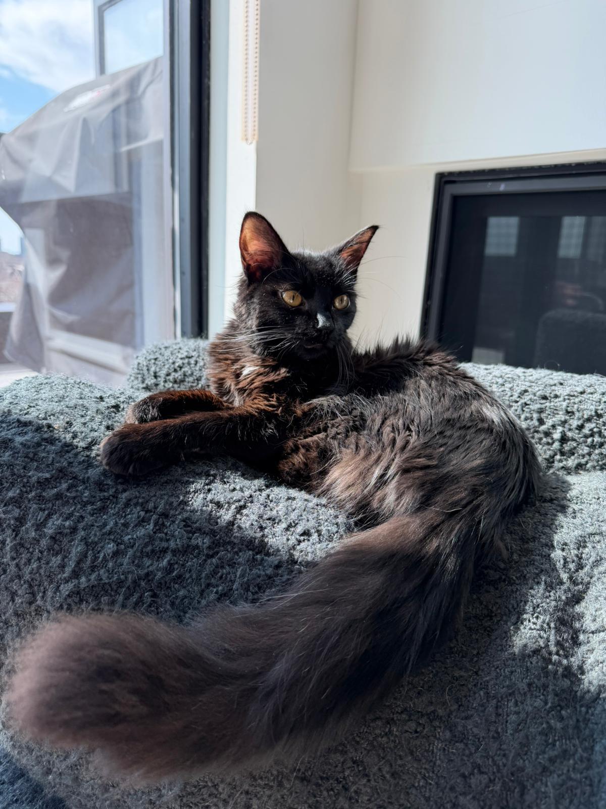 Miso (Humanitarian Adoption), a ADOPTABLE Domestic Medium Hair in Wakefield, QC image 6/6